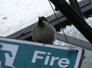 how I see myself nic